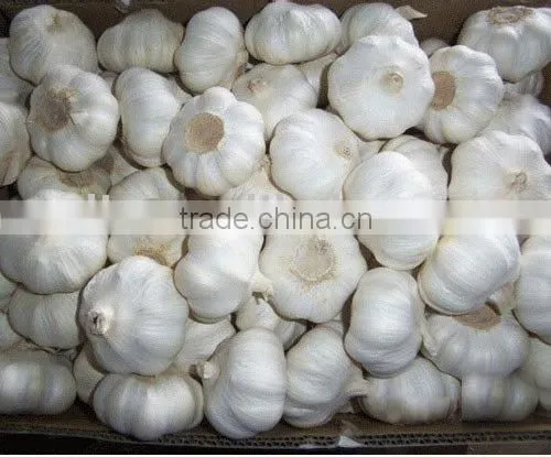 Fresh Garlic