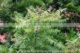 Neem oil extraction