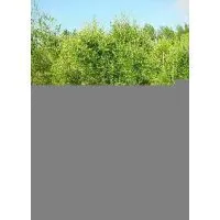 Sell Olive Net