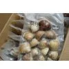 Frozen Vacuum Hard Clam