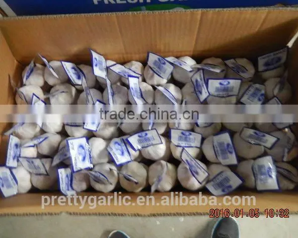 GARLIC photo-2