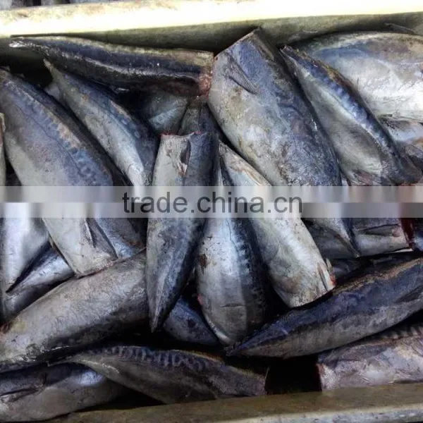 Frozen HGT Tuna Bonito Fish AUXIS THAZARD photo-4
