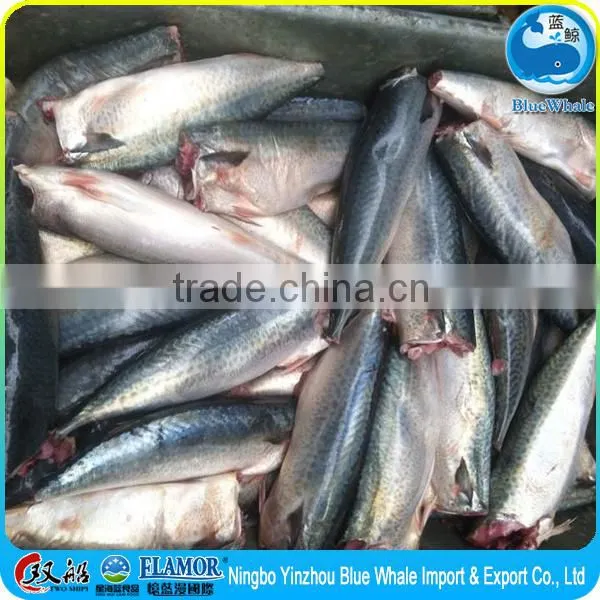 Frozen Pacific Mackerel HGT photo-3