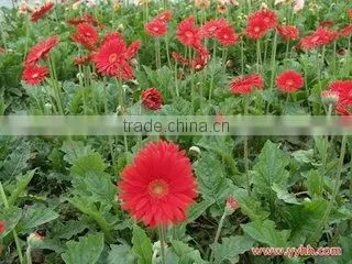 Fresh Cut Flowers Gerbera Flower From Kunming Yunnan in China photo-5