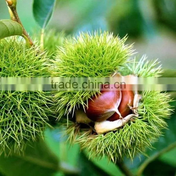 2016 Raw Organic Chinese Fresh Chestnuts for Wholesale Open Booking photo-4