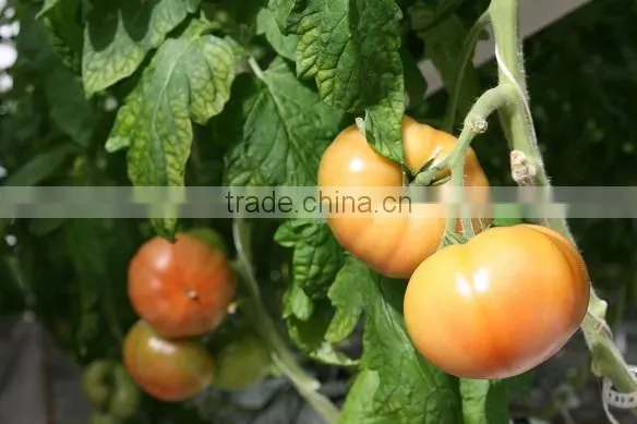 Red Color Fresh Tomato photo-6