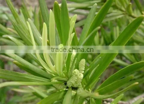 Podocarpus Neriifolius, Brown Pine photo-2