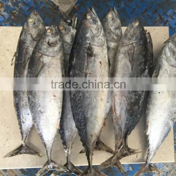 TOP Qualiyt 750g up Frozen Bonito Tuna for Market photo-3
