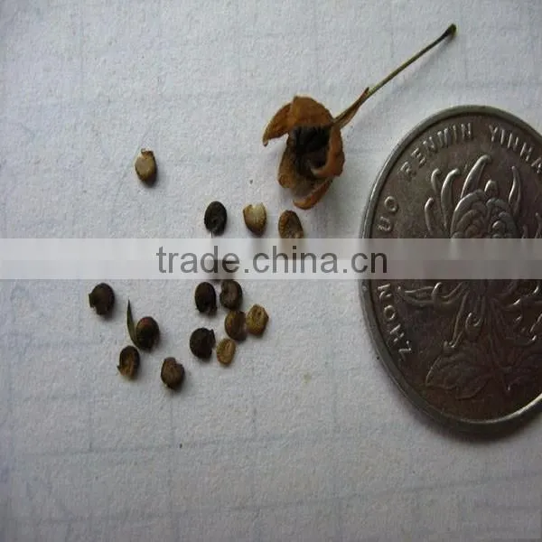 Mu Jin Zhong zi Beautiful Hot Sale Flower Hibiscus Seed photo-3
