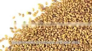 Alfalfa Seed In Forage Seed photo-4
