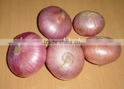 Fresh Onion Red Onion photo-4