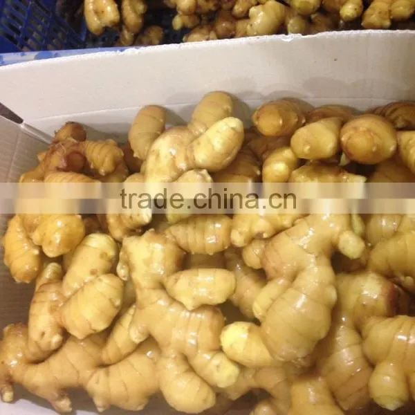 Fresh Ginger With Pvc Carton of Semi-dry Ginger photo-2