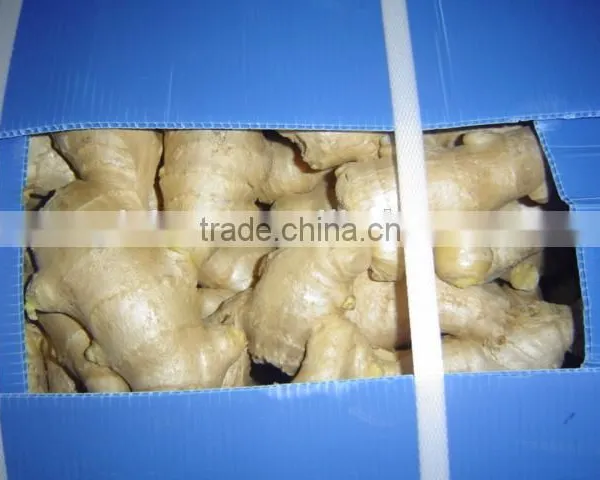 New Crop China Fresh Ginger for Sale photo-5