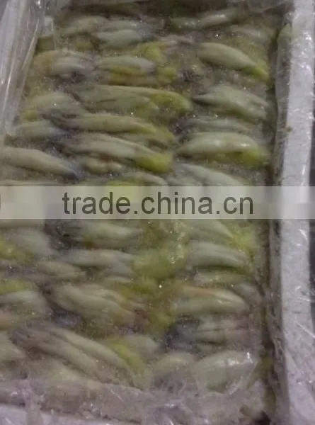 Frozen Illex Squid Roe photo-3