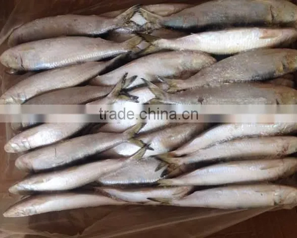 High-class New Fish Sardine Fish Frozen Sardine for Canning on Sale photo-4