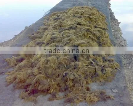 Sell Gracilaria, Eucheuma Spinosum And Common Seaweeds