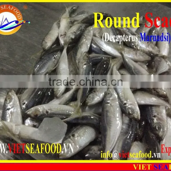 FROZEN MARUADSI (ROUND SCAD) photo-3