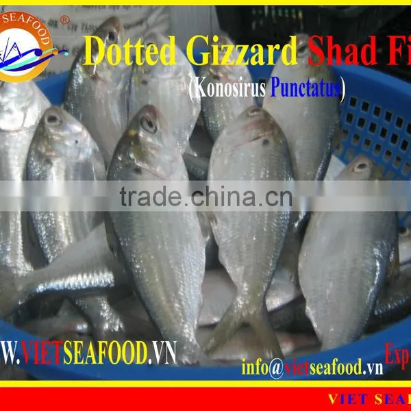 FROZEN DOTTED GIZZARD SHAD FISH W/R photo-3