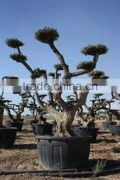Olea Europaea "Pompon"old Skin Trunk photo-3