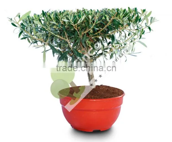 Olive Tree - Olea Europaea "Plato" in a Deco Pot