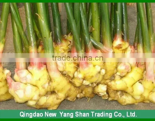 Sell Ginger In Martket Price Chinese Fresh/Dried Ginger Professional Ginger Seller photo-2