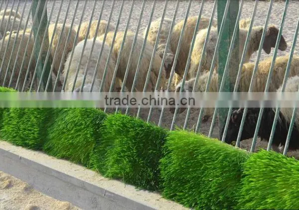 Automatic Soilless Cultivation Seeds Grains Sprouting Machine for Growing Livestock,animal,cattle,sheep Fodder photo-3