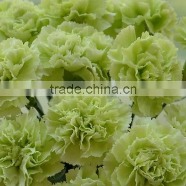 Durable Green Lady Fresh Cut Carnation Flower Arrangements photo-3
