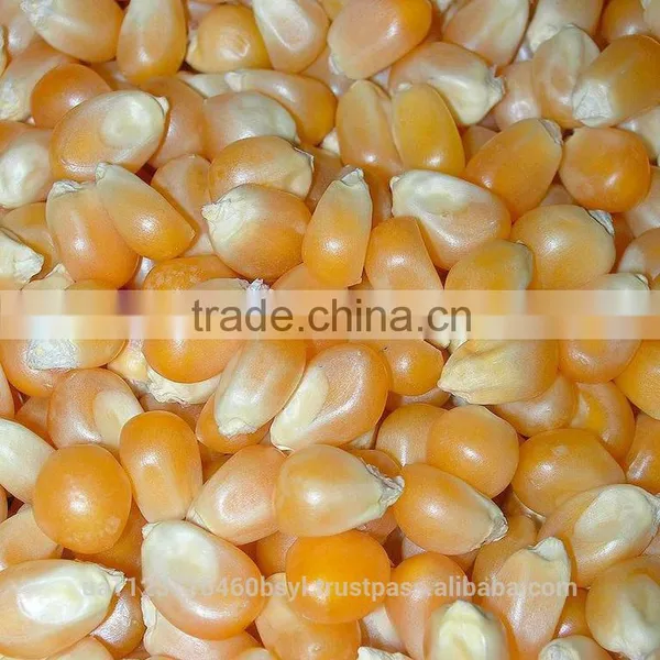 CORN