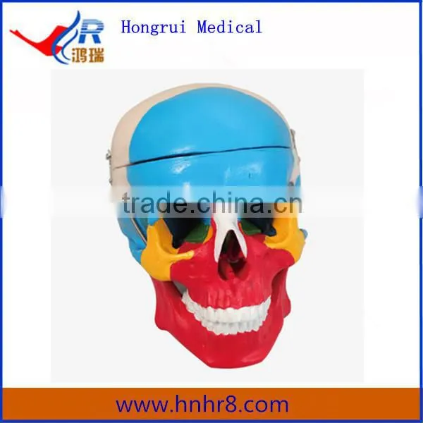 Human Skull Bone Separation Anatomical Medical Model