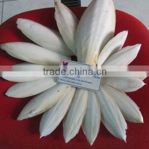 CUTTLEFISH BONE