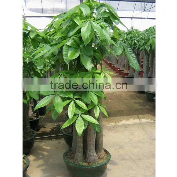 Mini Money Tree Decoration Short Flowering Plants photo-4