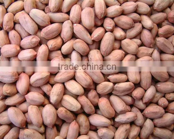Peanut photo-2