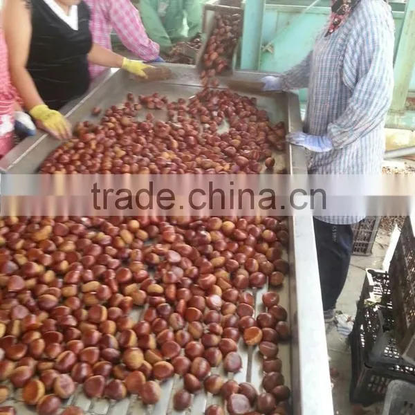 Dandong Kaili Chinese Chestnuts Big Size photo-3