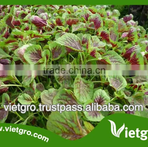 High Yield OP Purple Amaranth Seeds VGAP / Vegetable Seeds photo-2