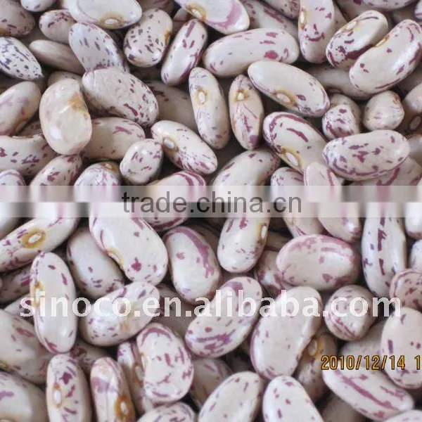 Kidney Bean