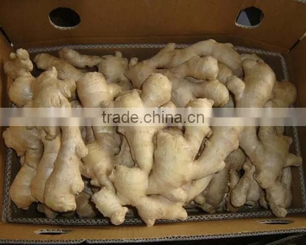 New Crop Ginger Root Ginger for Sale With Good Quality photo-2