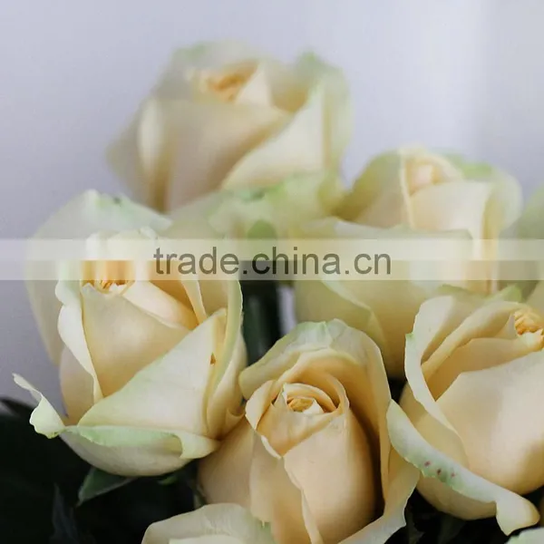 Export Quality Fresh Cut Rose Flowers From Plants Base
