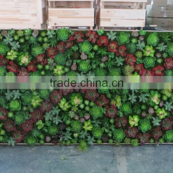 Succulent Plants Green Wall Interior Decoration for Sale photo-5