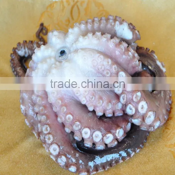 Frozen IVP Octopus Vulgaris photo-2
