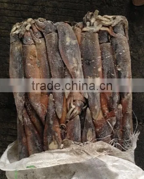 Frozen Illex Squid for Bait photo-4