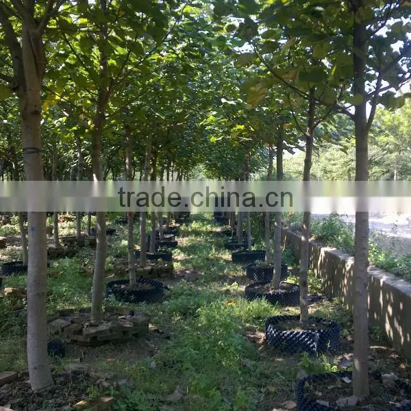 Hibiscus Tiliaceus Trees photo-2