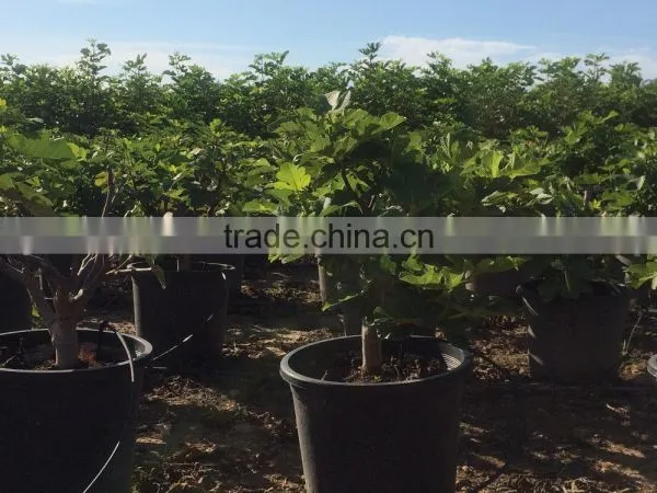 Ficus Carica