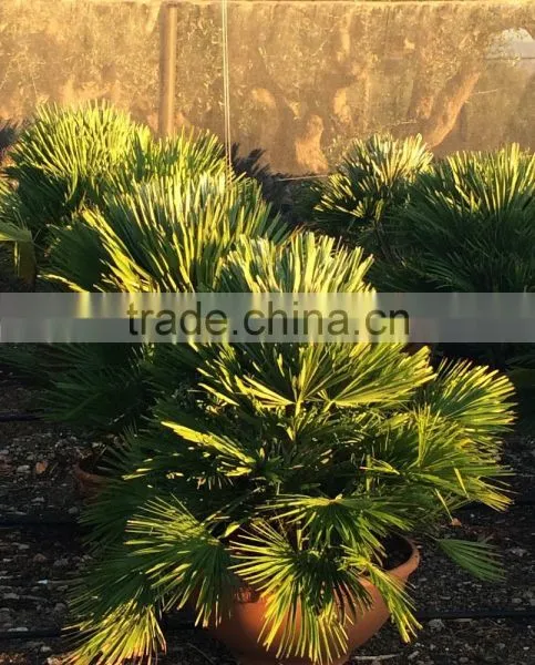 CHAMAEROPS HUMILIS VULCANO PALM TREE photo-2