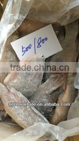 Tilapia photo-6