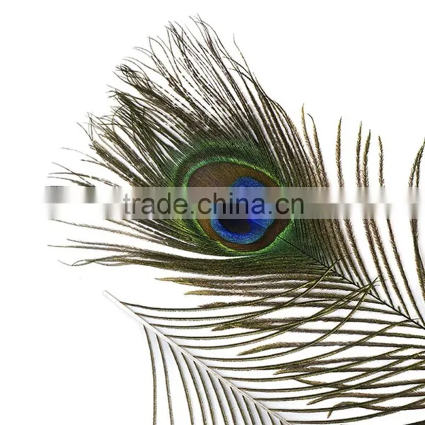 Natural Artificial Hobby Lobby Peacock Feathers photo-3