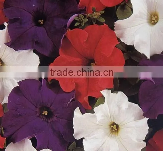Common Petunia, Petumia, Flower Seeds , Herb Seed,vegetalbe Seed,fruit Seed,grass Seed