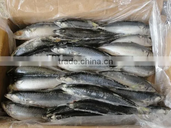 mackerel fish
