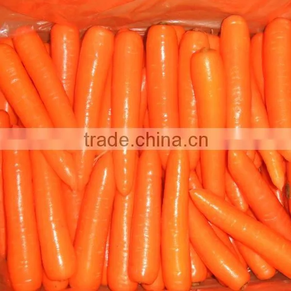 2016 New Crop Carrot