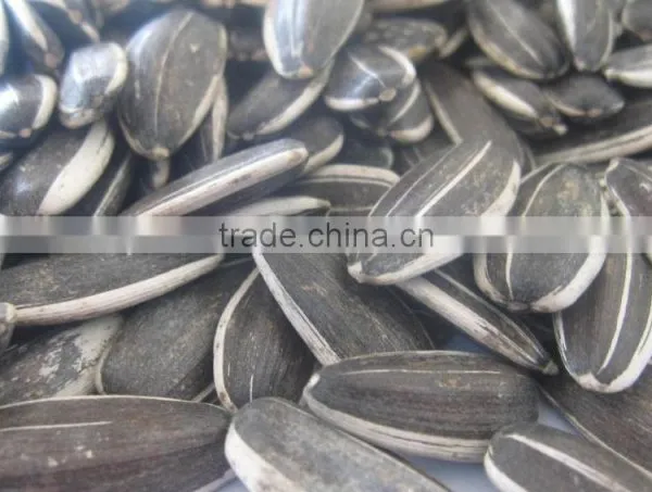 Sunflower Seeds Oil Seeds 5009/363/3638 photo-3