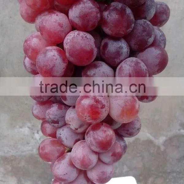 China Table Grapes